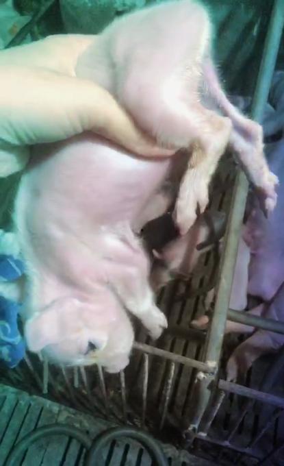 肛尾在线视频,探索人体奥秘的窗口